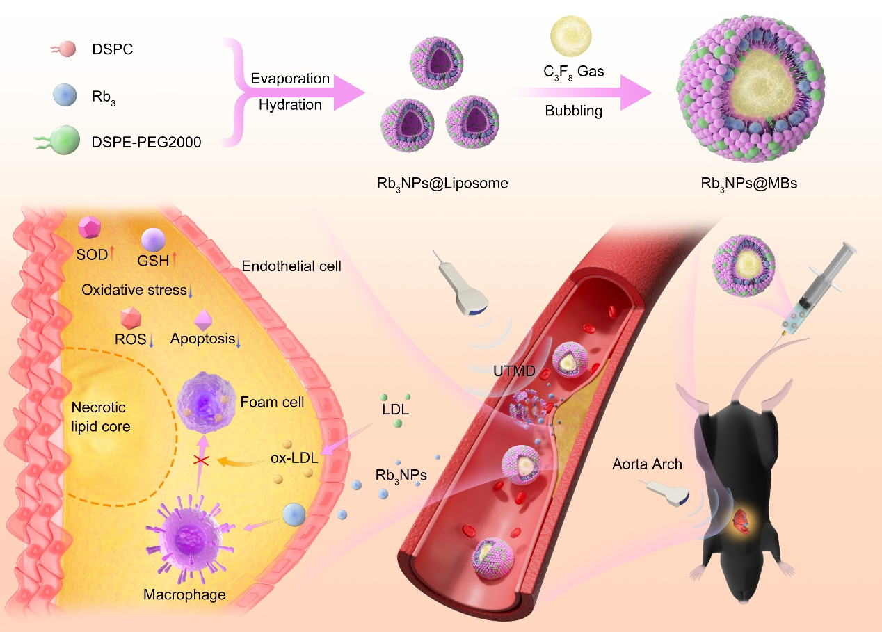 医学中心超声医学研究所/深圳市药物依赖与安全用药重点实验室陈芸、郑婷婷团队在Biomaterials Science发表封面文章(图1) 医学中心超声医学研究所/深圳市药物依赖与安全用药重点实验室陈芸、郑婷婷团队在Biomaterials Science发表封面文章(图1)