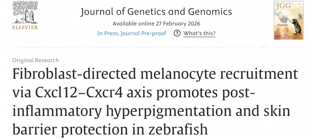 医学中心生物医学研究所阎言课题组合作揭示成纤维细胞调控炎症后色素沉着新机制